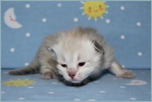 Female Siberian Kitten from Deedlebug Siberians